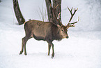 red deer