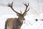 red deer