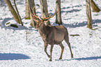 red deer