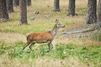 red deer