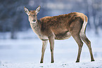 red deer