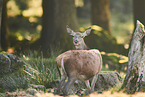 red deer