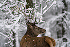 red deer