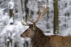 red deer