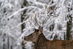 red deer