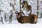 red deer