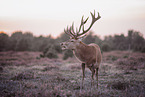 red deer