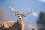 red deer