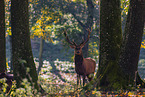 red deer