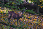 red deer