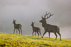 red deer