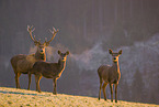 red deer