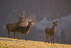 red deer