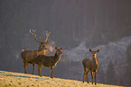 red deer