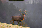 red deer