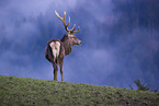 red deer