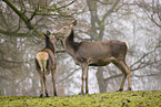 red deer