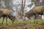 red deer