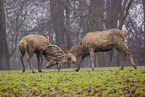 red deer