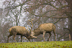 red deer