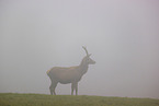 red deer
