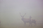 red deer