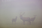 red deer