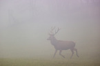 red deer