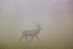 red deer