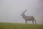 red deer