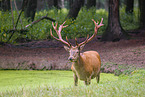 red deer