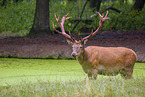 red deer