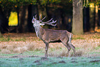 red deer