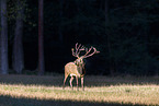 red deer