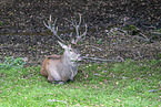 red deer