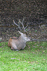 red deer