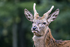 red deer