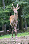 red deer