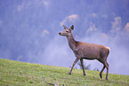 red deer