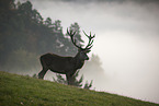 red deer