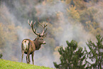 red deer