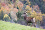 red deer