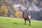 red deer