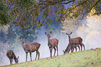 red deer