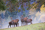 red deer