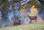 red deer