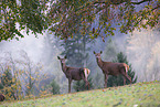 red deer