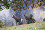 red deer