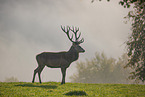 red deer