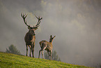 red deer